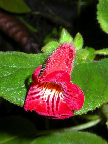 dscn1101.jpg