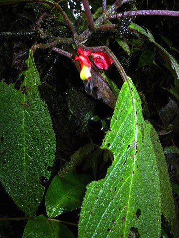 dscn4997.jpg