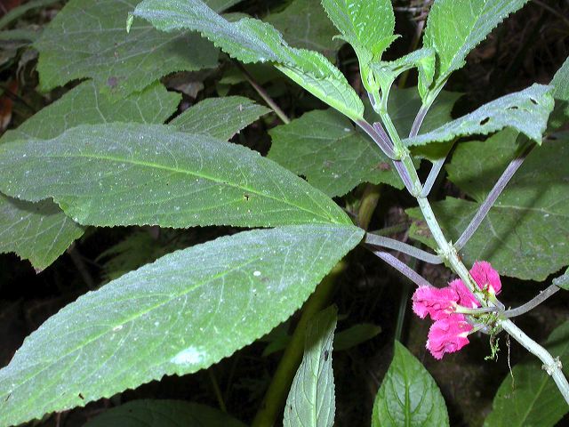 dscn8511.jpg