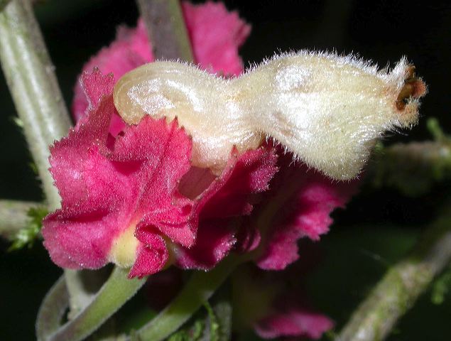 dscn8514.jpg