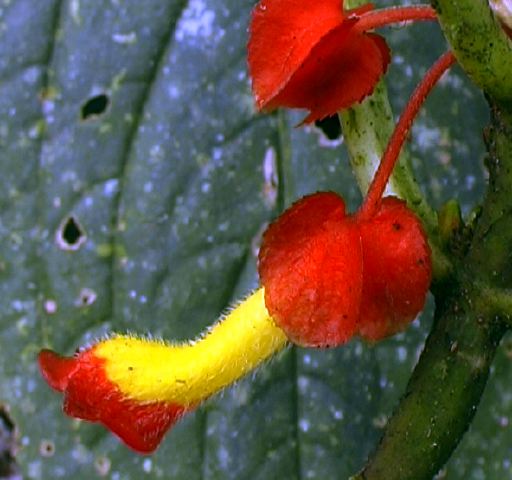 gesneriad_red_yellow.jpg