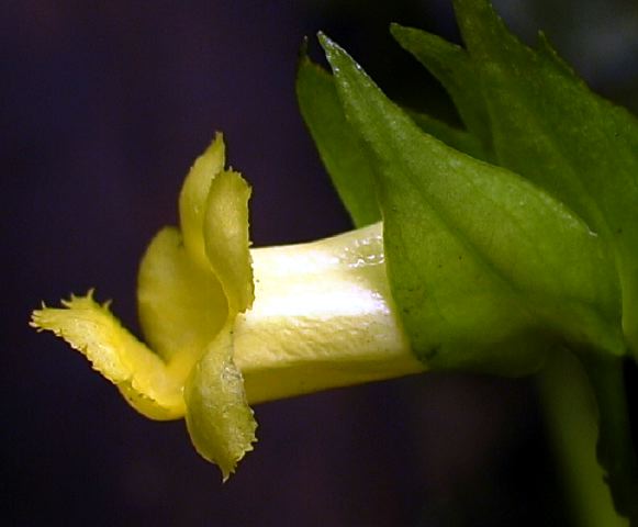 yellow_tube.jpg