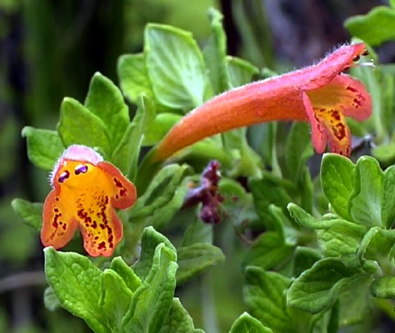 clinopodium_tomentosum__cha.jpg