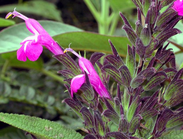 dscn7801.jpg