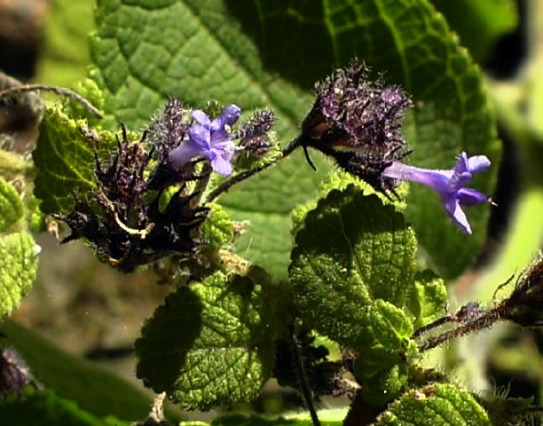 minthostachys_tomentosa.jpg