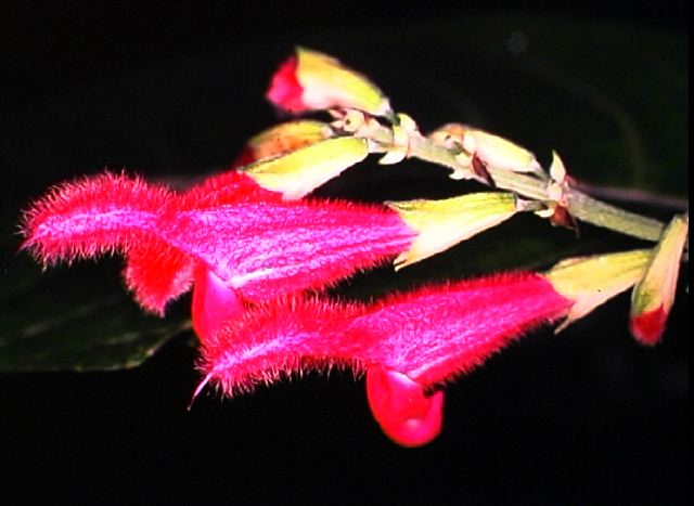 salvia_pichicinchesis.jpg