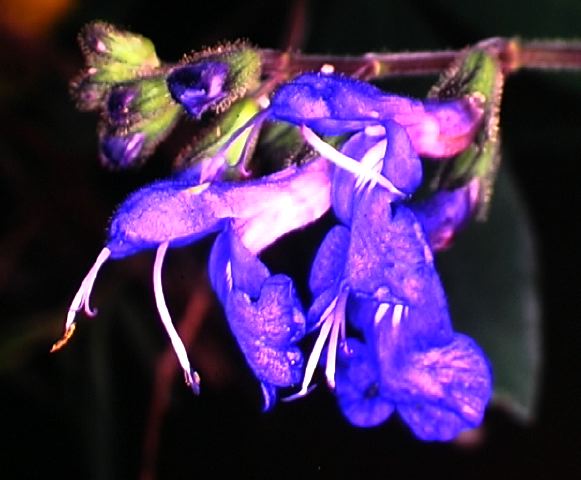 salvia_rumicifolia.jpg
