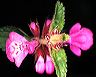 stachys_chaco_