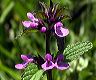 stachys_sp._paluguillo