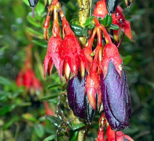 dscn7966.jpg
