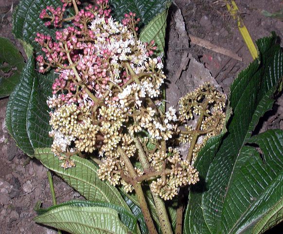 dscn8636.jpg