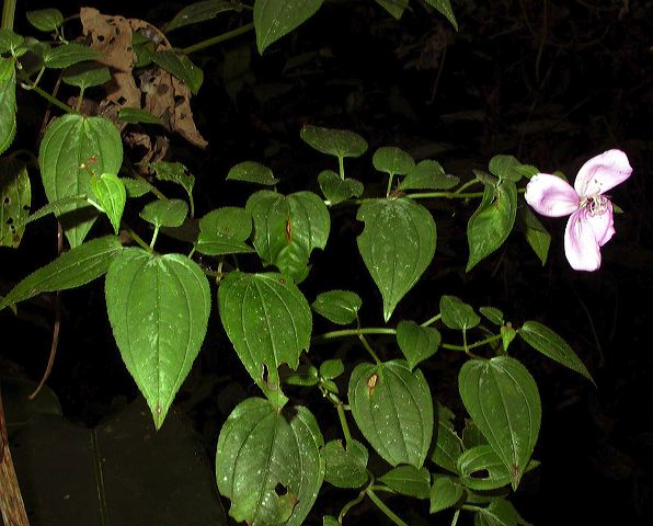 dscn8770.jpg
