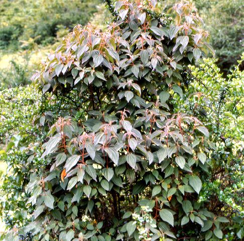 miconia.jpg