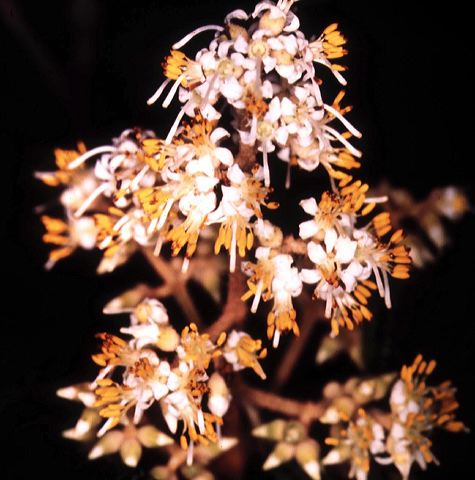 miconia_1.jpg