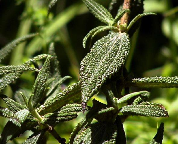 miconia_rugulosa_leaf.jpg