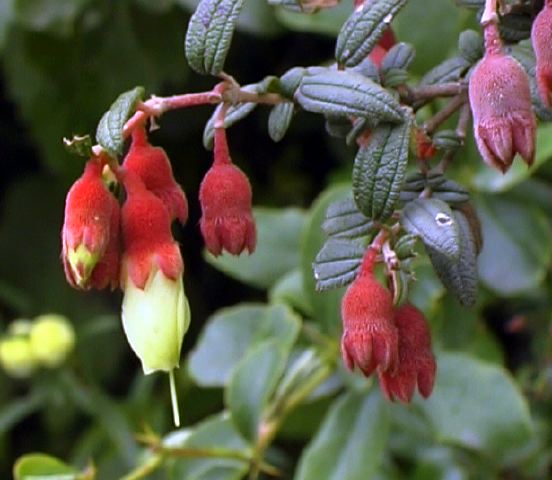 miconia_small.jpg
