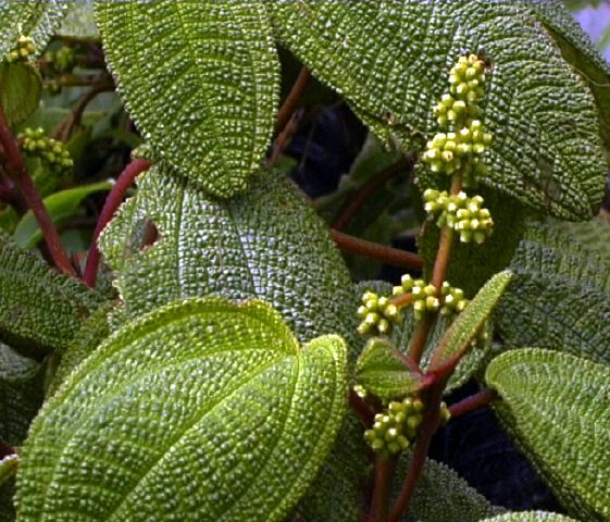 miconia_sp..jpg