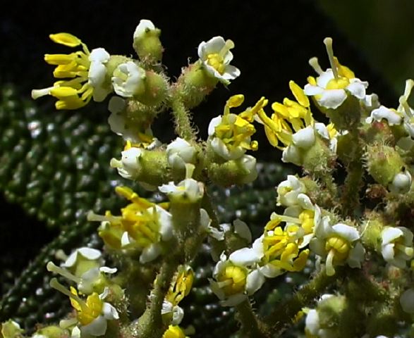 miconia_yellow_flower_1.jpg