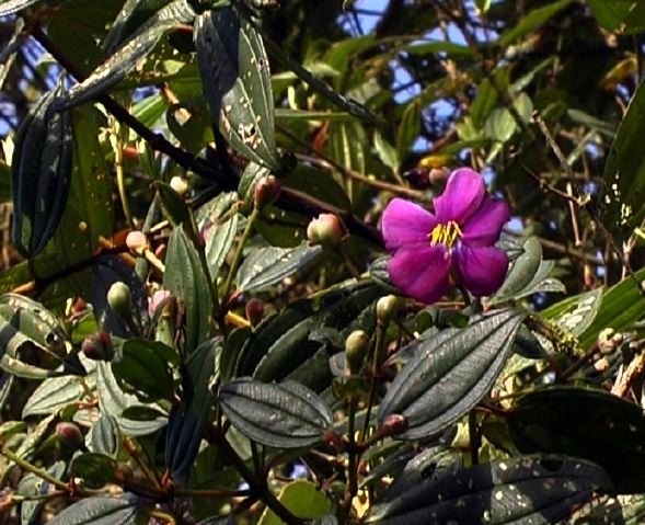 tibouchina.jpg