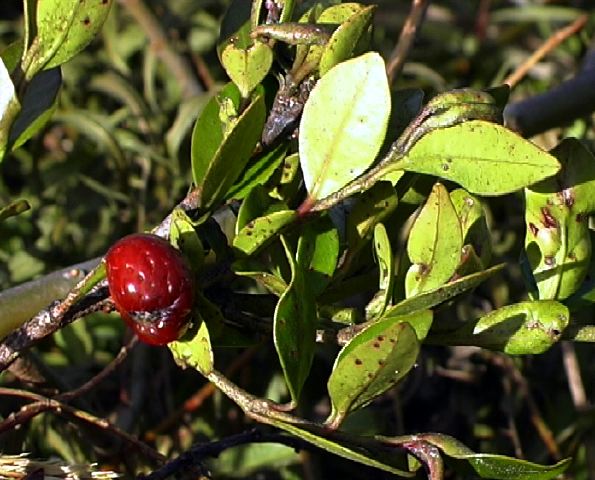 huila_tola_c.jpg