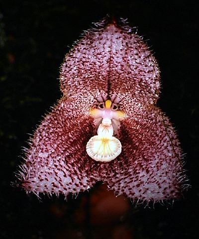dracula_chiroptera.jpg