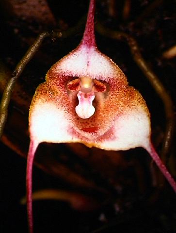 dracula_sp.__.jpg
