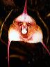 dracula_sp.__