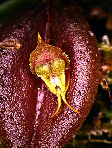 lepanthes_mastodon.jpg