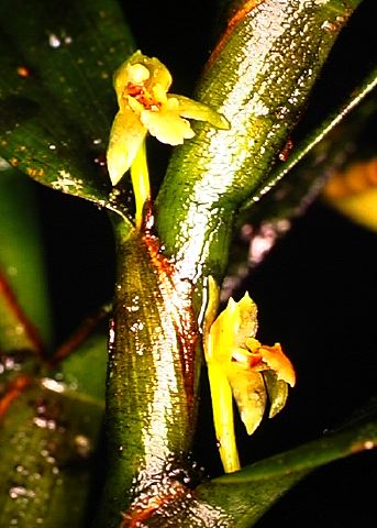 maxillaria__sp..jpg