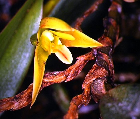 maxillaria_alpestris.jpg