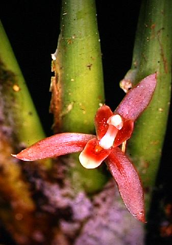 maxillaria_bicallosa.jpg