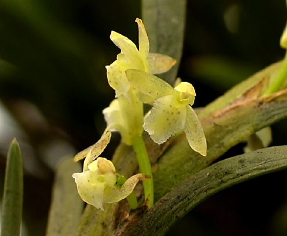 maxillaria_k.10_puyo-tena_c.jpg