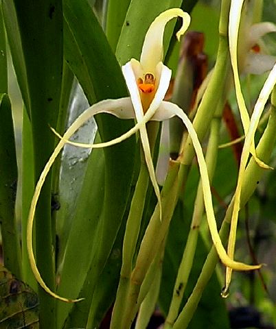 maxillaria_long_petal.jpg