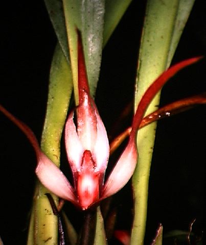 maxillaria_longisepala.jpg
