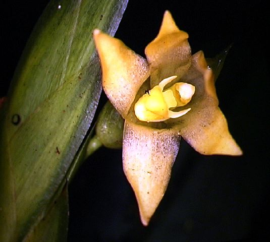 maxillaria_paleata.jpg
