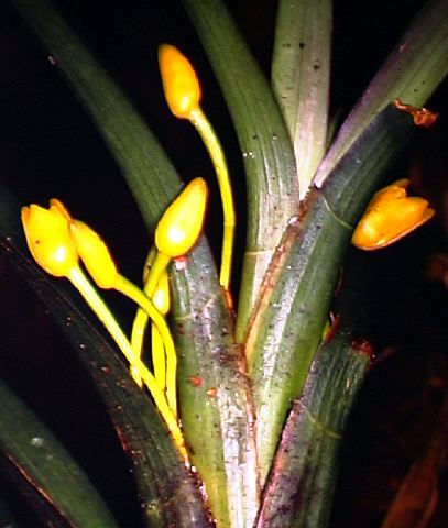 maxillaria_sp..jpg