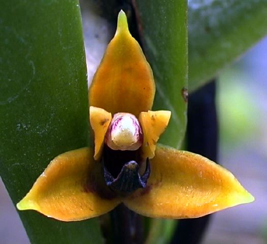 maxillaria_sp._km65_yasuni_.jpg