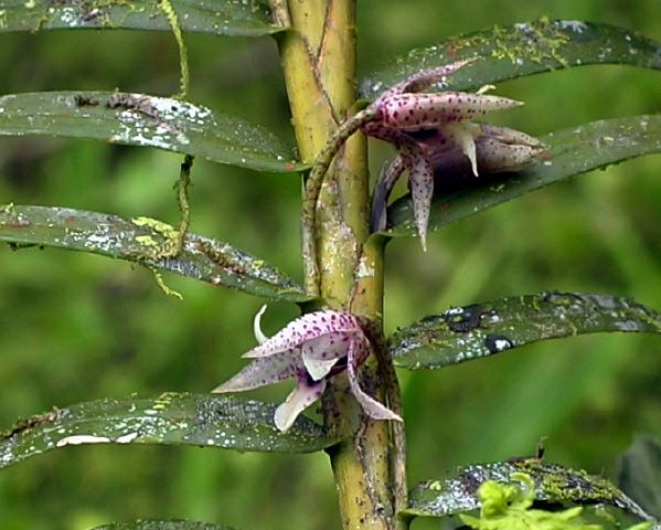 maxillaria_sp._w.jpg