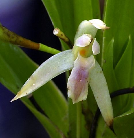 maxillaria_via_loreto.jpg