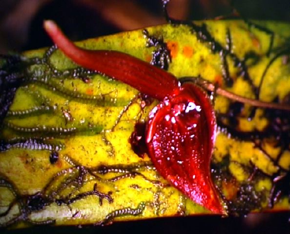 p._ruberrima.jpg