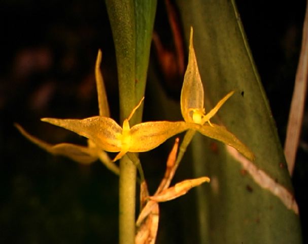 p._ruscifolia.jpg
