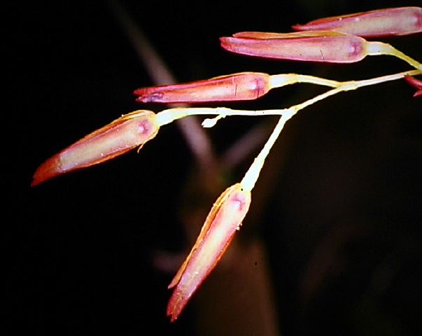 pleurothallis_1_panacocha.jpg
