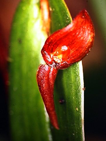 pleurothallis_23.jpg