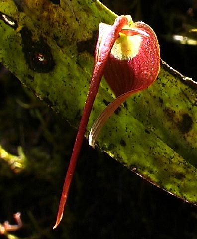 pleurothallis_hanging_red.jpg