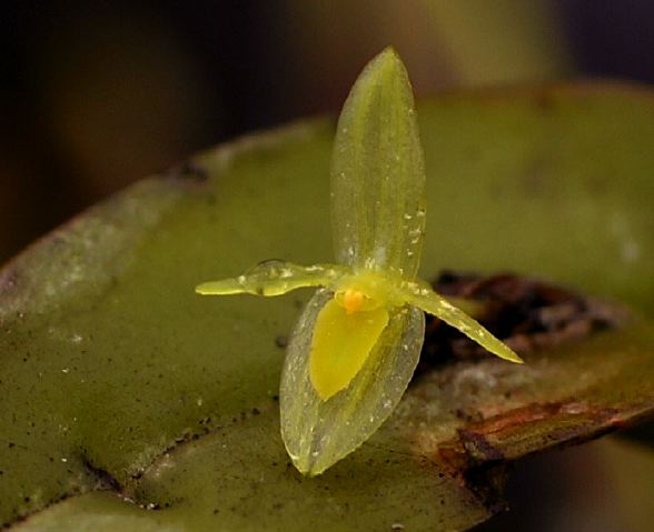 pleurothallis_km_20_puyo-te.jpg