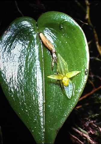 pleurothallis_mindo_1987.jpg