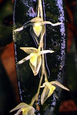 pleurothallis_panacocha.jpg