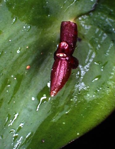 pleurothallis_red_mindo_198.jpg