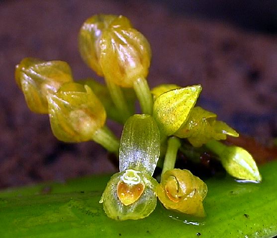 pleurothallis_small_yellow.jpg