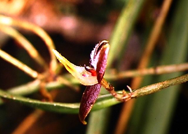 pleurothallis_sp._.jpg
